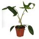 ProRep Philodendron 'Glad Hands' (Large) - 360° presentation