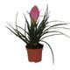 ProRep Pink Quill Bromeliad (Medium) - 360° presentation