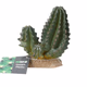 ProRep Cactus Group - 360° presentation