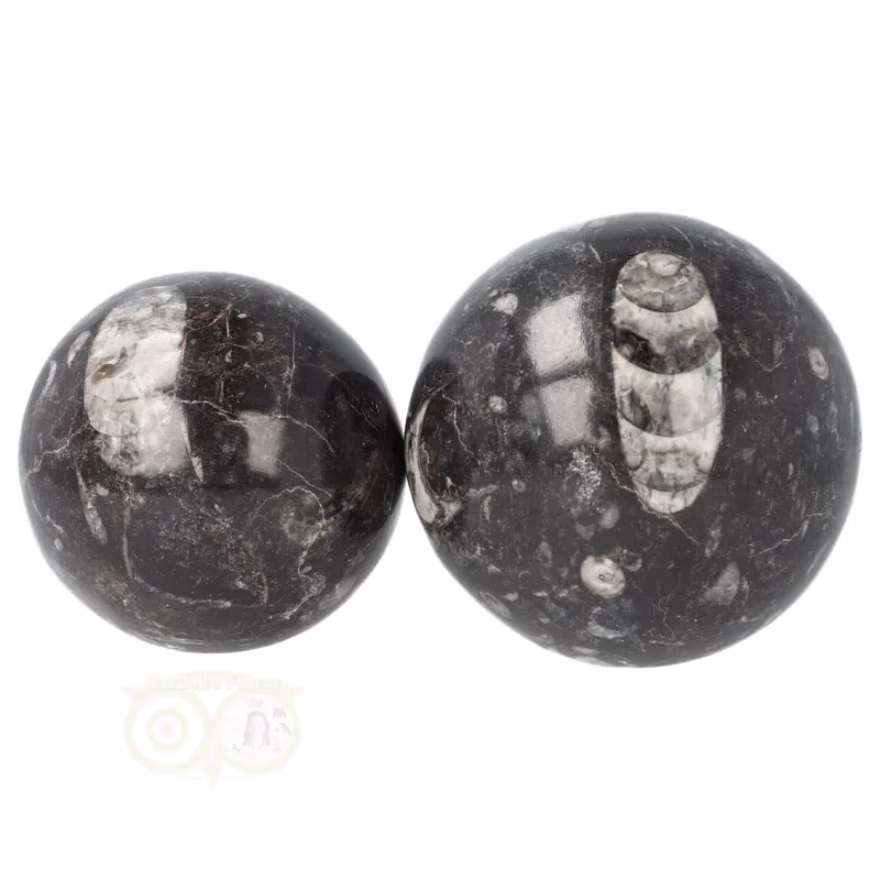 Orthoceras Fossiel Bol | Belemniet bol - Edelstenen Webwinkel - Webshop Danielle Forrer