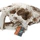 ProRep Smilodon Skull Large 26.5x14.5x15.5cm - 360° presentation