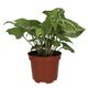 ProRep Arrowhead Vine 'Arrow' (Large) - 360° presentation