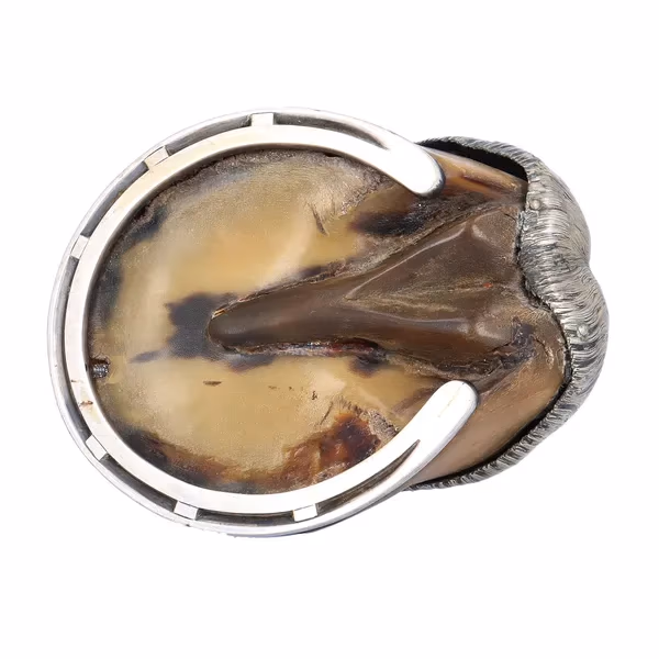 19th Century Horseshoe Table Snuff