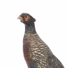Bronze Cock Pheasant