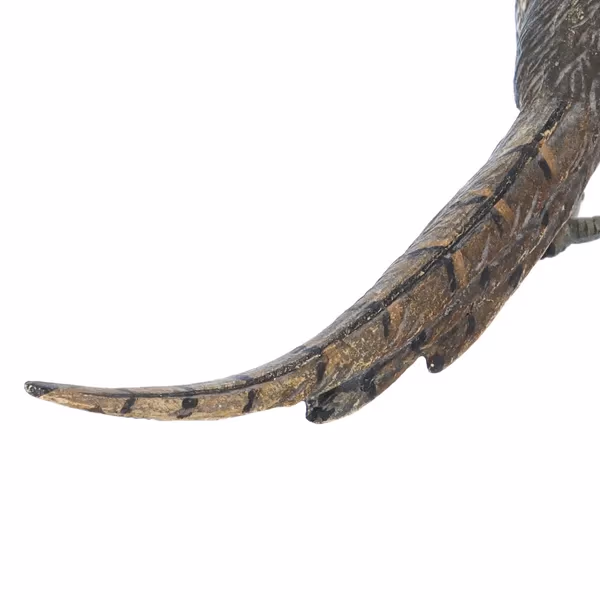 Bronze Cock Pheasant