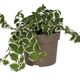 ProRep Creeping Fig ''Variegated'' (Large) - 360° presentation