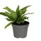 ProRep Asplenium Antiquum (5cm pot) - 360° presentation