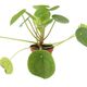 ProRep Chinese Money Plant (Medium) - 360° presentation