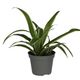 ProRep Spider Plant (Small) - 360° presentation