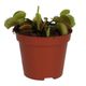 ProRep Venus Fly Trap (Medium) - 360° presentation