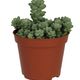 ProRep Sedum sp (Medium) - 360° presentation