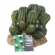 ProRep Cactus Cluster - 360° presentation
