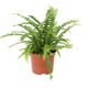 ProRep Sword Fern (Medium) - 360° presentation