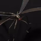 Rare Silver Dragonfly