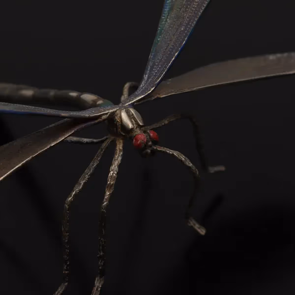 Rare Silver Dragonfly