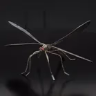 Rare Silver Dragonfly