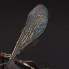 Rare Silver Dragonfly