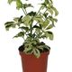 ProRep Scheffiera Arboricola (8cm pot) - 360° presentation