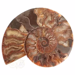 Ammoniet ( Cleoniceras ) | Ammoniet kopen? | Fossielen kopen | Edelstenen-webwinkel - Webshop Danielle Forrer