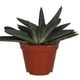 ProRep Gasteria ''little warty'' (Medium) - 360° presentation