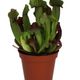 ProRep Sarracenia Sp (Medium) - 360° presentation