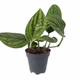 ProRep Devil's Ivy 'Marble Plant' (Large) - 360° presentation