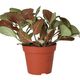 ProRep Fittonia Mix (Medium) Dark Pink - 360° presentation