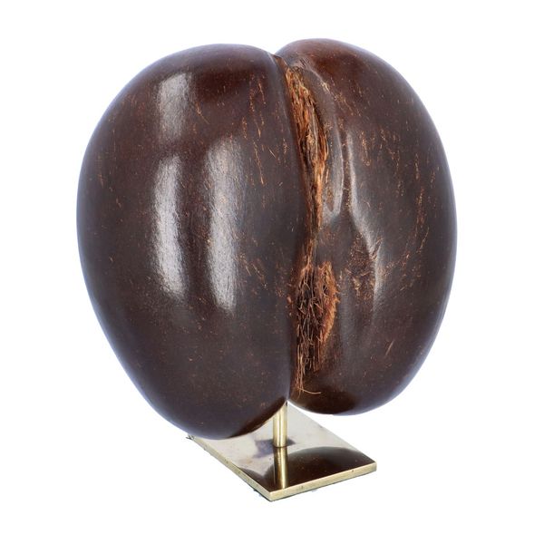Polished Coco De Mer