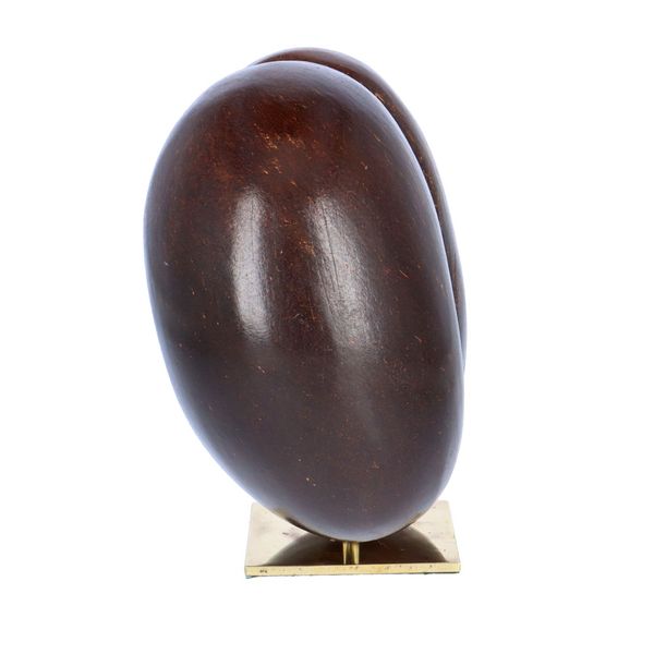 Polished Coco De Mer