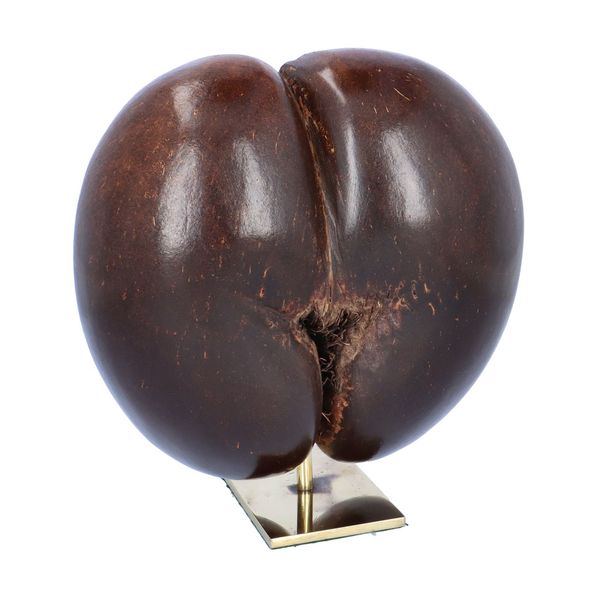 Polished Coco De Mer