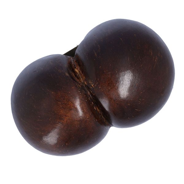 Polished Coco De Mer