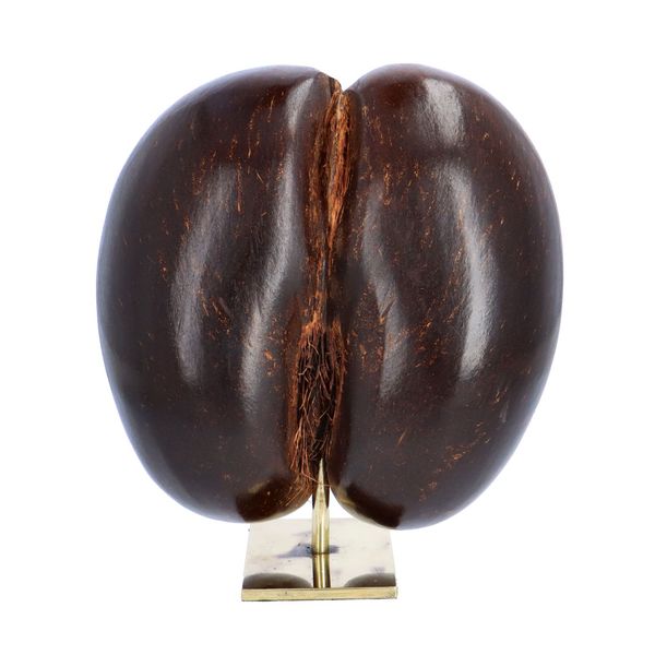 Polished Coco De Mer