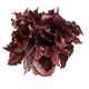 ProRep Begonia (Large) - 360° presentation