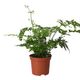 ProRep Pteris Ferm (8cm Pot) - 360° presentation