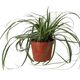 Sedge Grass 'Everest' (Medium) - 360° presentation