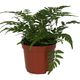 ProRep Korean Rock Fern (Medium) - 360° presentation