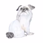 Dahl Jensen Belgian Griffon Dog