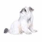Dahl Jensen Belgian Griffon Dog