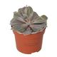 ProRep Echeveria Purple Perle (Large) - 360° presentation