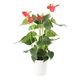 ProRep Flamingo Flower  (Medium) - 360° presentation