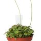 ProRep Drosera Aliciae (Medium) - 360° presentation