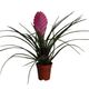 ProRep Pink Quill Bromeliad (Small) - 360° presentation