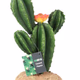 ProRep Flowering Cactus - 360° presentation