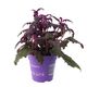 ProRep Purple Velt Plant (Large) - 360° presentation