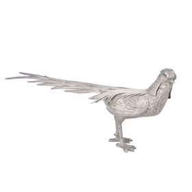 Silver Golden Pheasant