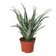 ProRep Torch Aloe (Large) - 360° presentation