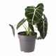 ProRep Alocasia 'Frydek' (X Large) - 360° presentation
