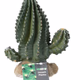 ProRep Cactus - 360° presentation