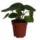 ProRep Chinese Money Plant (Small) - 360° presentation