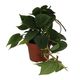 ProRep Philodendron Scandens (Large) - 360° presentation